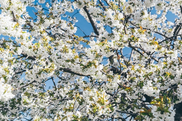 春に白い花を持つBlossomigツリー