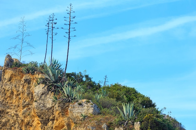 Piante sboccianti dell'agave americana sulla scogliera rocciosa di estate.