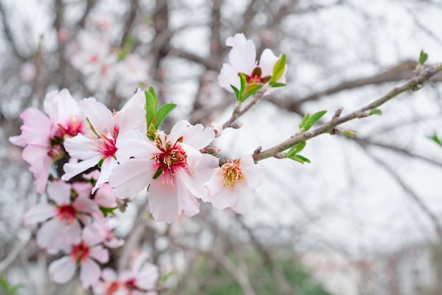 Fuoco selettivo del ramo di mandorlo in fiore su fiori di profumo dolce primavera sfondo astratto con immagine sfocata con fiori rosa bella scena della natura con albero in fiore idea del giorno di pasqua