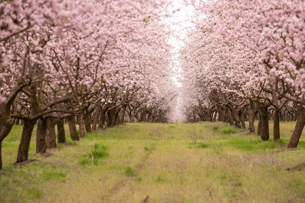 blossoming almond orchard Beautiful trees with pink flowers blooming in spring in Europe