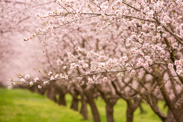 アーモンドの果樹園 春にくピンクの花をかせる美しい木