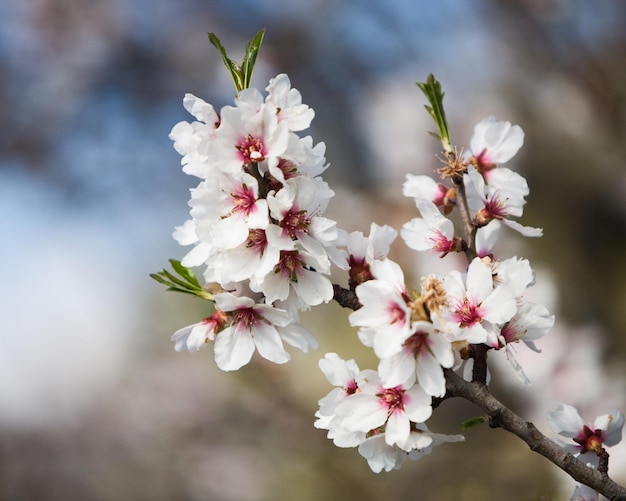 Blossoming almond tree branch, Majorca, Spain