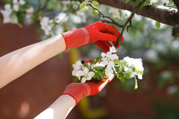 Blossoming apple branch in gloved women's hands.