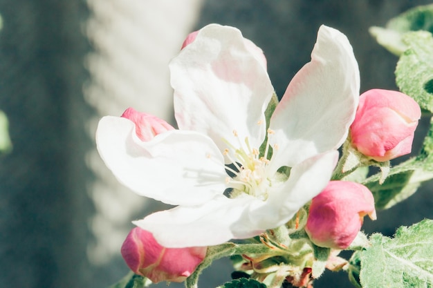 Blossoming apple garden in spring