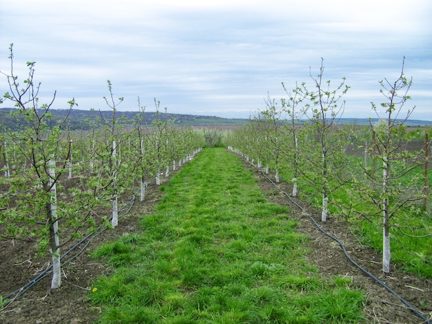 Blossoming apple orchard in spring apple tree