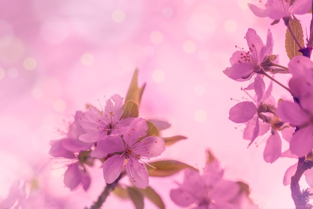 Blossoming apple orchard Spring nature background