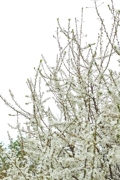 Цветущий яблоневый сад весной