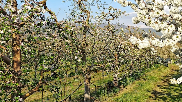 blossoming apple orchard