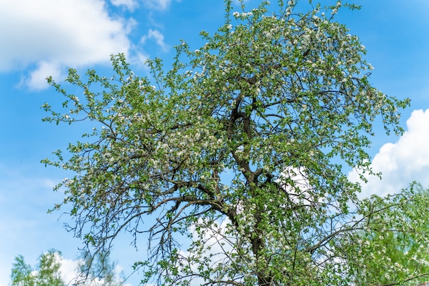 Photo blossoming apple tree against a blue sky with clouds