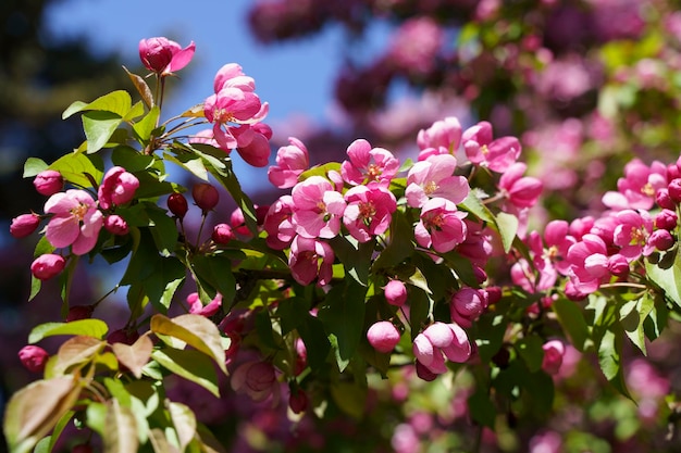 Blossoming apple tree background Pink inflorescences and flowers on a fruity apple tree