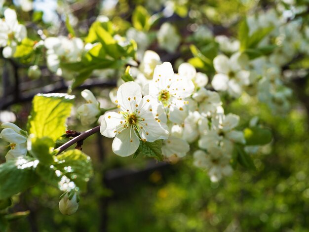 Blossoming apple tree branch in spring