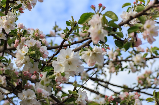 空に対して開花のリンゴの木の枝（クローズアップ）