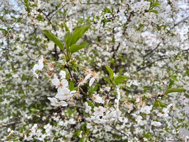 Blossoming apple tree among branches and leaves