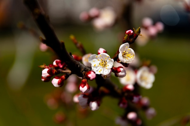 Blossoming, apple tree buds