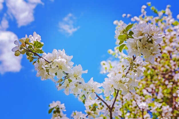 Blossoming of apple tree close up view instagram stile