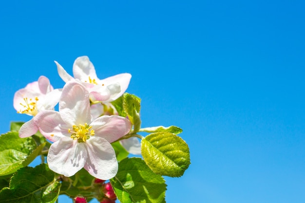 푸른 하늘, 복사 공간에 대 한 꽃이 만발한 사과 나무 꽃 근접. 봄 카드, 템플릿.