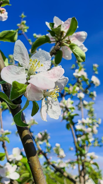 Blossoming apple tree in the garden against the blue sky garden trees country harvest