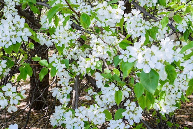 꽃이 만발한 사과나무(Malus prunifolia, 중국 사과, 중국 게 사과)가 향기로운 향을 퍼뜨립니다. 햇빛에 만개한 사과나무. 꽃 사과 나무 클로즈업입니다. 봄날.