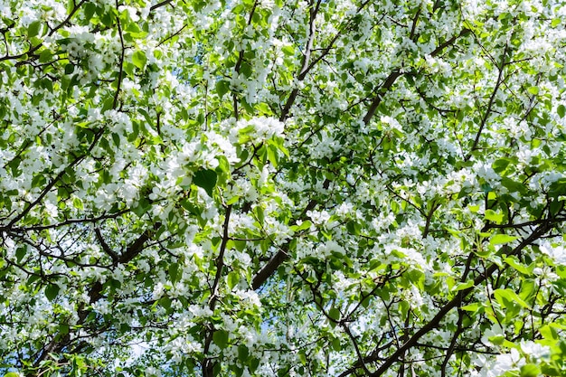 꽃이 만발한 사과나무(Malus prunifolia, 중국 사과, 중국 게 사과)가 향기로운 향을 퍼뜨립니다. 햇빛에 만개한 사과나무. 꽃 사과 나무 클로즈업입니다. 봄날.