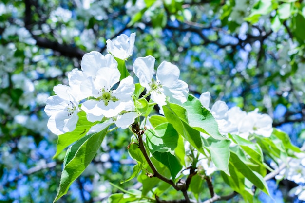 꽃이 만발한 사과나무(Malus prunifolia, 중국 사과, 중국 게 사과)가 향기로운 향을 퍼뜨립니다. 햇빛에 만개한 사과나무. 꽃 사과 나무 클로즈업입니다. 봄날.