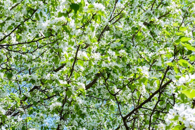 Цветущая яблоня (Malus prunifolia, китайская яблоня, китайская крабапла) распространяет ароматный аромат. Яблоня в полном цвету на солнце. Цветы яблони крупным планом. Весна.
