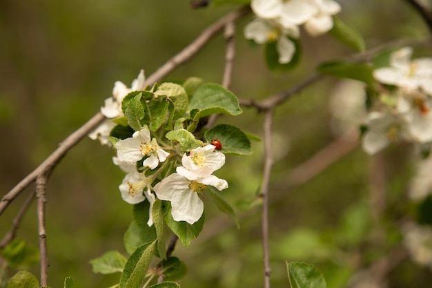 Blossoming apple tree pollination of a blooming flower by a bee macro photography