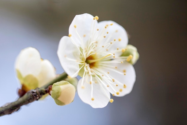 아름다운 꽃과 함께 봄철 살구나무 꽃이 만발한 자연 계절 배경