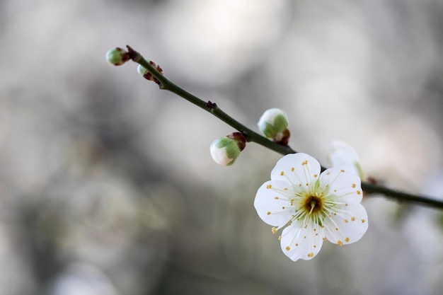 아름다운 꽃과 함께 봄철 살구나무 꽃이 만발한 자연 계절 배경