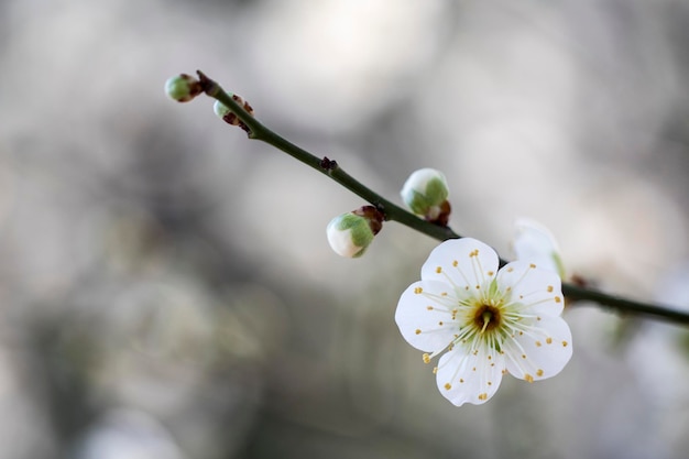 Blossoming of the apricot tree in spring time with beautiful flowersNatural seasonal background