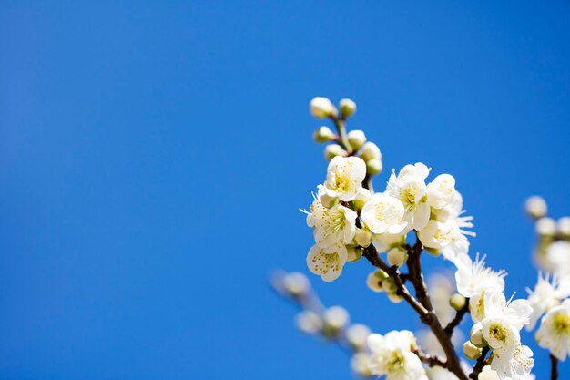 Blossoming of the apricot tree in spring time with beautiful flowersNatural seasonal background