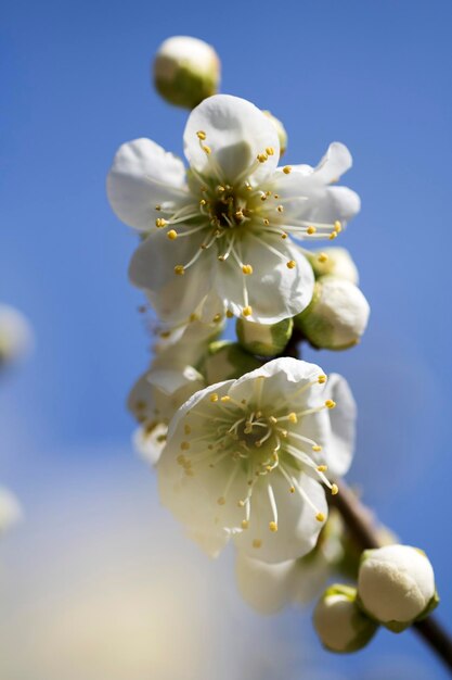 Blossoming of the apricot tree in spring time with beautiful flowersNatural seasonal background