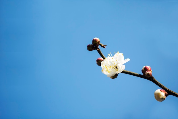 Blossoming of the apricot tree in spring time with beautiful flowersNatural seasonal background