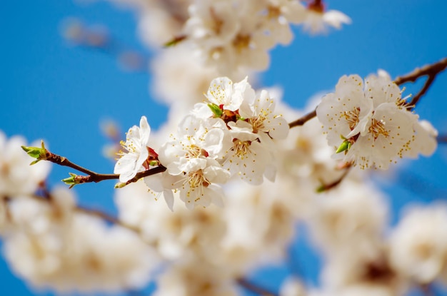 Цветение абрикосового дерева весной с белыми красивыми цветами Макроизображение с копией пространства Естественный сезонный фон