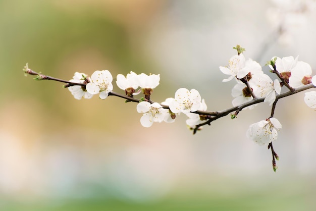 Blossoming of the apricot tree in spring time with white beautiful flowers Macro image with copy space Natural seasonal background