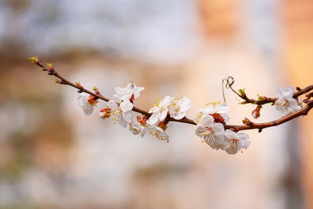 Blossoming of the apricot tree in spring time with white beautiful flowers Macro image with copy space Natural seasonal background