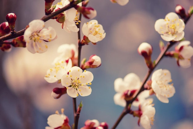 Blossoming of the apricot tree in spring time with white beautiful flowers Macro image with copy space Natural seasonal background