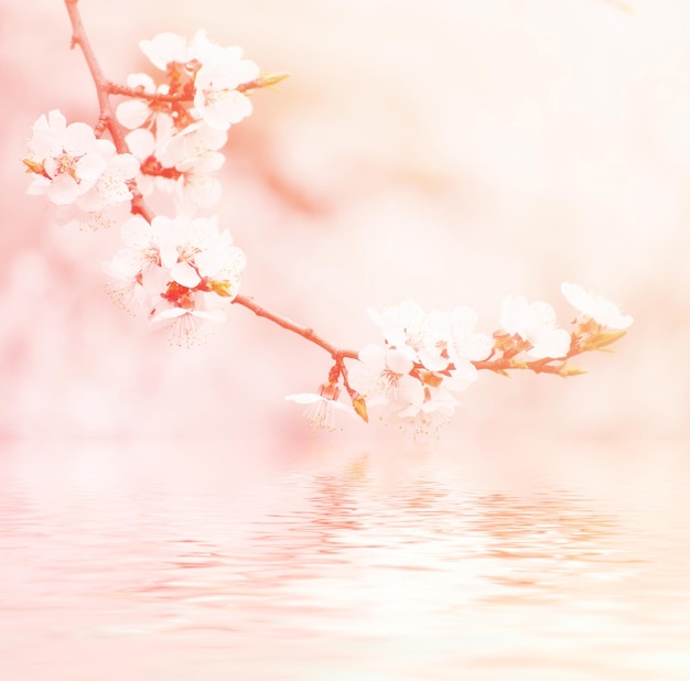 Photo blossoming of the apricot tree in spring time with white beautiful flowers macro image with copy space natural seasonal background