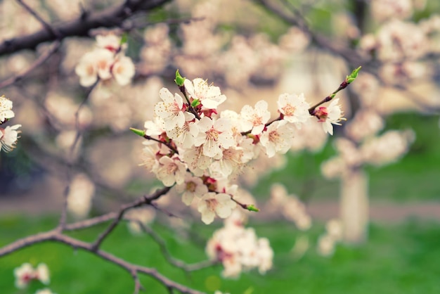 Blossoming of the apricot tree in spring time with white beautiful flowers Macro image with copy space Natural seasonal background