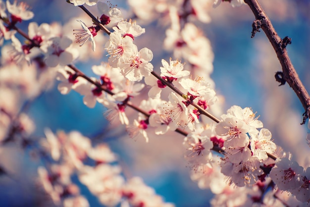 Blossoming of the apricot tree in spring time with white beautiful flowers Macro image with copy space Natural seasonal background