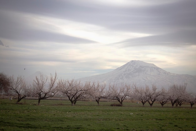 Blossoming apricot trees and Mount Ararat