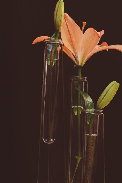 Blossoming beautiful orange lily flowers in the vases