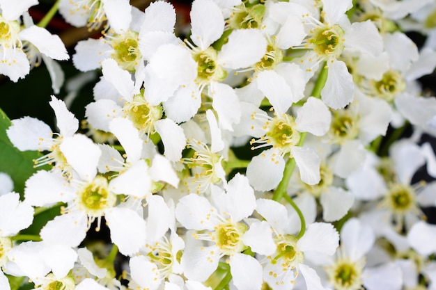 Blossoming bird cherry (Prunus padus) on the soft sunlight. Flowers bird cherry tree close-up. Macro Photo blooming hagberry (Mayday tree). The springtime.