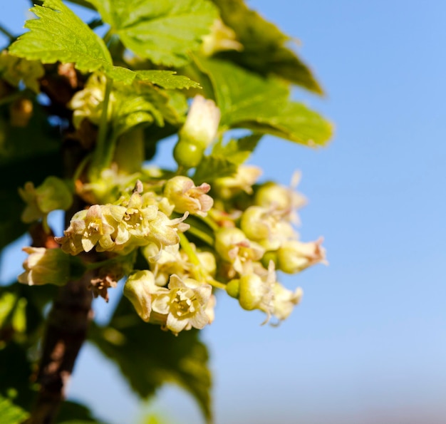 Photo blossoming of blackcurrant