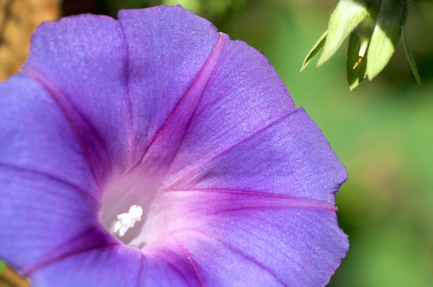 꽃이 만발한 푸른 glorybind 꽃