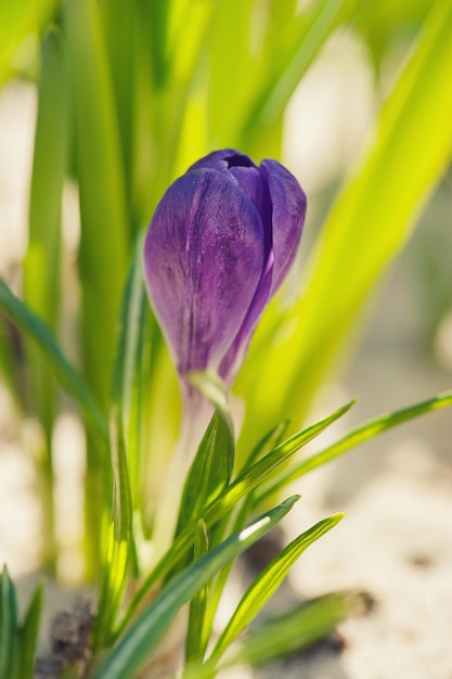 Fioritura del fiore di croco porpora blu alla macro di primavera