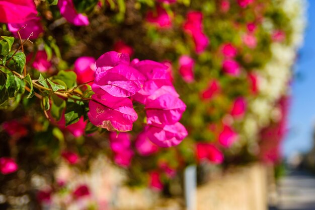 Blossoming bougainvillea plant growing in the garden