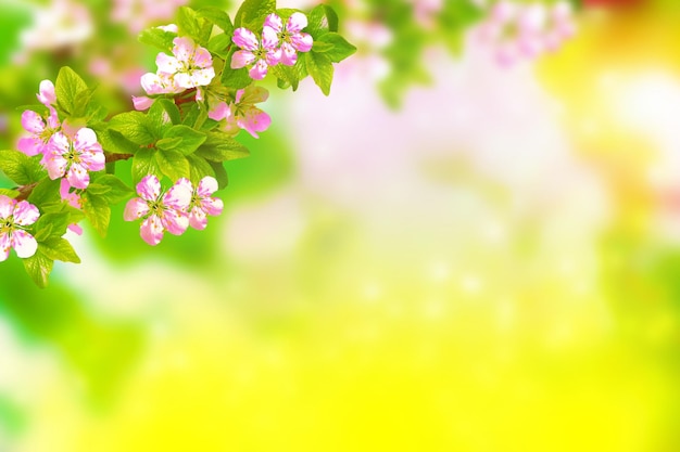 Blossoming branch apple Bright colorful spring flowers