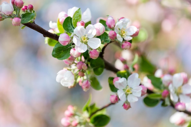 Blossoming branch of an apple tree Blurred background