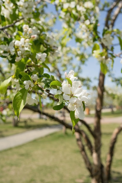 Blossoming branch of apple tree with white flowers in spring