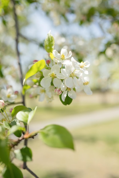 春に白い花をかせるリンゴの木の開花する枝